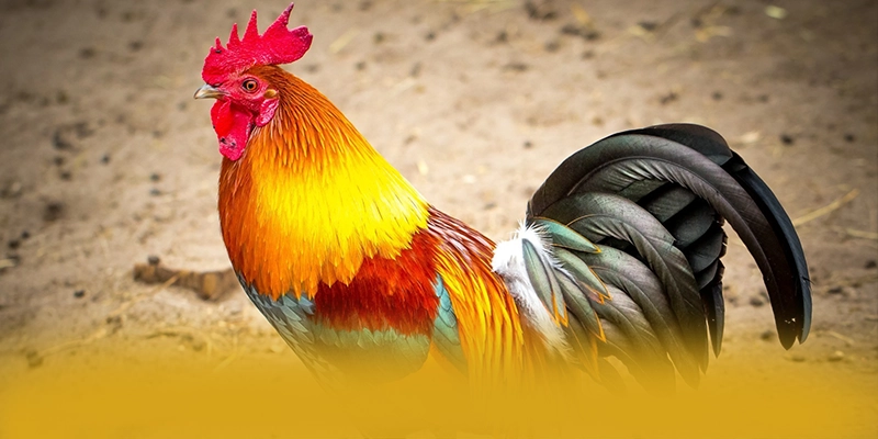 tỷ lệ kèo bóng đá - Cổng cá cược được đánh giá cao về độ tin cậy trên thị trường – Đánh giá tỷ lệ kèo bóng đá tỷ lệ kèo bóng đá - Cổng cá cược được đánh giá cao về độ tin cậy trên thị trường – Đánh giá tỷ lệ kèo bóng đá