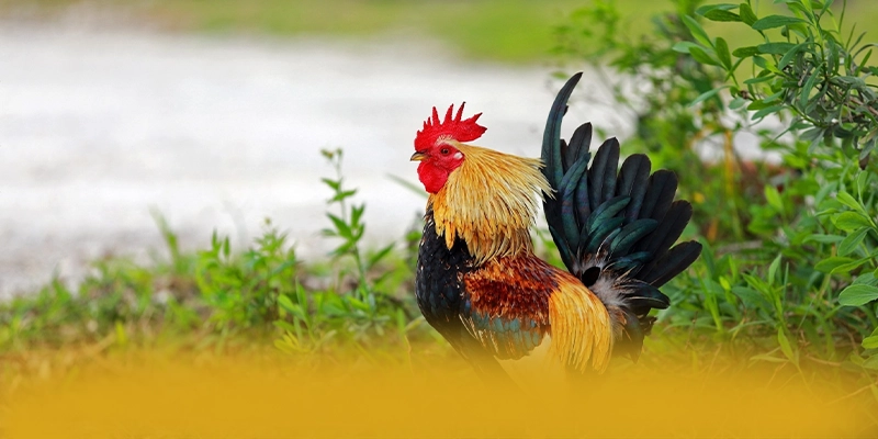 FAFA191 - Đánh giá chung về thương hiệu từ trải nghiệm thực tế. FAFA191 - Đánh giá chung về thương hiệu từ trải nghiệm thực tế.