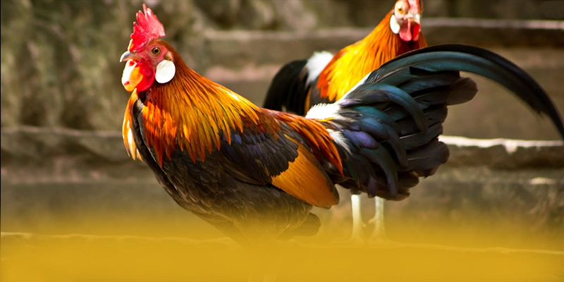 tỷ lệ kèo bóng đá - Sảnh game ổn định được quan tâm hàng đầu tỷ lệ kèo bóng đá - Sảnh game ổn định được quan tâm hàng đầu