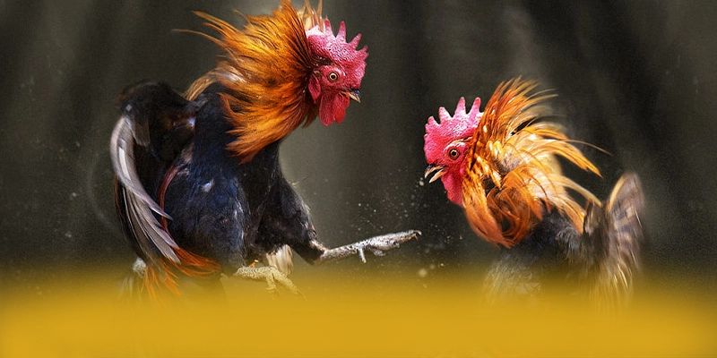 WIN79 – Nhà cái được đánh giá cao, được cộng đồng game thủ tin tưởng.