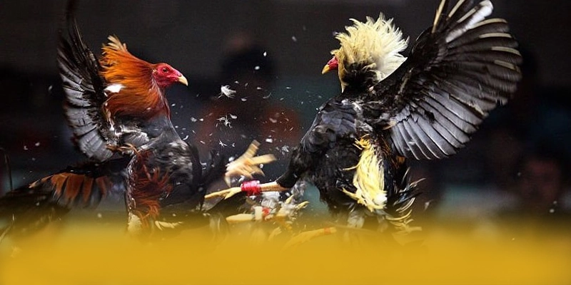 WIN79 - Ứng dụng giải trí uy tín được người chơi tin dùng – Khám phá cơ chế bảo mật hiện đại tại WIN79