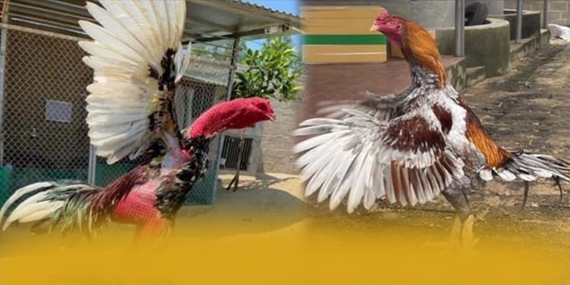 GO8 - Nhà cái với chính sách bảo mật hàng đầu tại Việt Nam – Khám phá sự an toàn và minh bạch tại GO8 GO8 - Nhà cái với chính sách bảo mật hàng đầu tại Việt Nam – Khám phá sự an toàn và minh bạch tại GO8