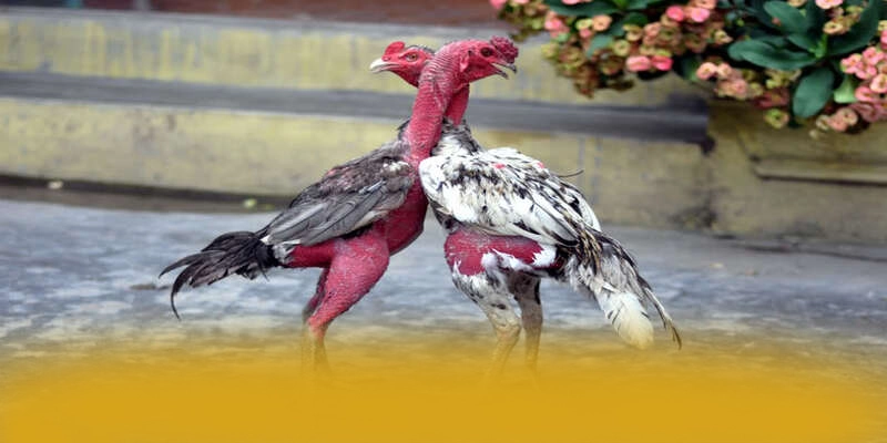 GO8 - Đánh giá chung về thương hiệu một cách chi tiết. GO8 - Đánh giá chung về thương hiệu một cách chi tiết.