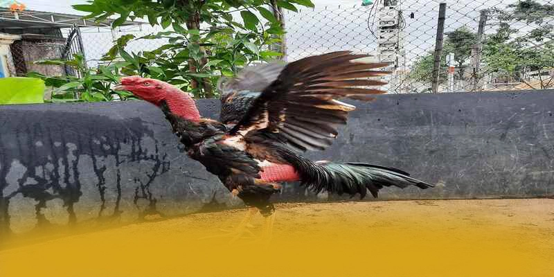 FAFA191 - Nền tảng cá cược trực tuyến được cộng đồng tin tưởng được cộng đồng game thủ công nhận – Tìm hiểu FAFA191 FAFA191 - Nền tảng cá cược trực tuyến được cộng đồng tin tưởng được cộng đồng game thủ công nhận – Tìm hiểu FAFA191